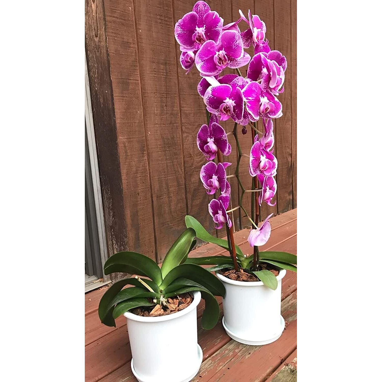 2pack Orchid Pot with Holes Clear Plastic Breathable Slotted Planters Pots 6.3" - Opticdeals